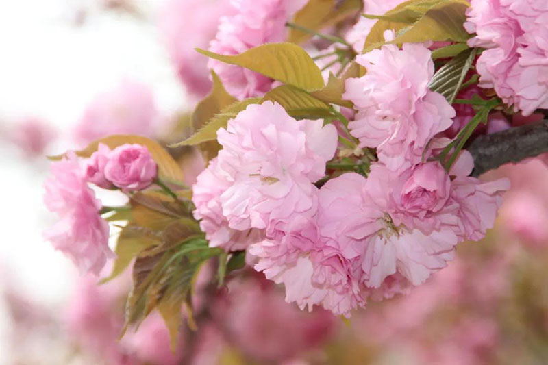 ���λᡤJ9-�ٷ���վ|������Ϸ��һƷ��