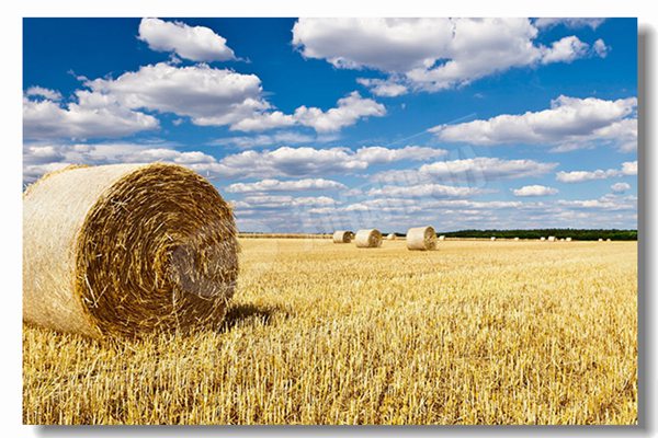 ȼ����¯����ʪ��ʽ¯��ṹ��ʲô������