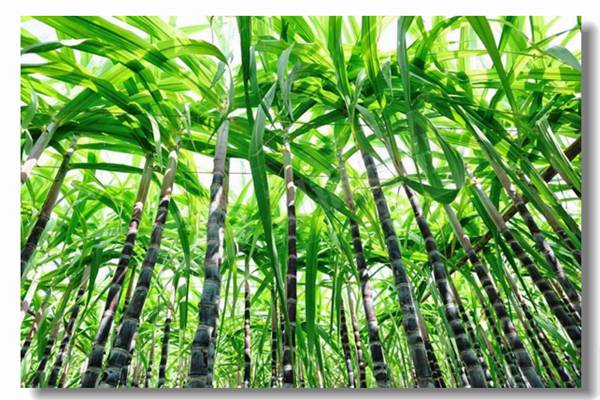 ÎÔʽ¹¤Òµ5000kgÕôÆû¹øÂ¯