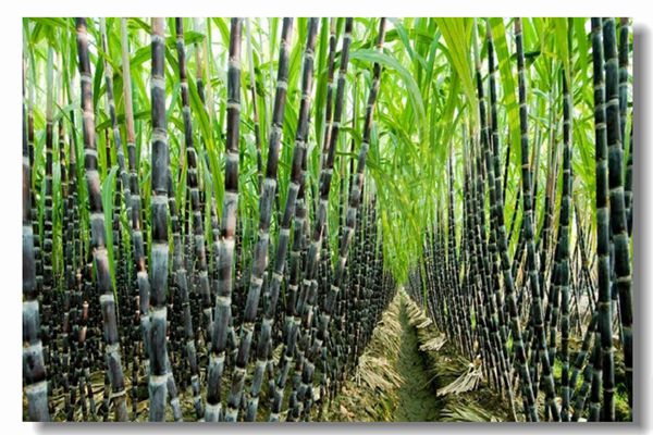 ȼ����¯����ǰΪʲôҪ����ˮѹ������