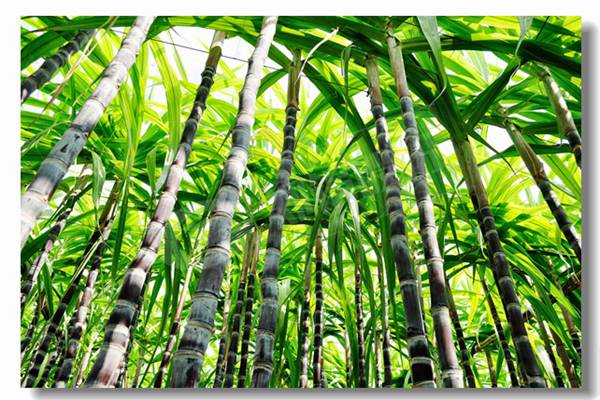 ����¯�ż���Ч�ʵ�Ͳ������¯