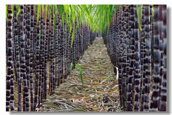 ѭ����������¯�Ļ����ص���ʲô��