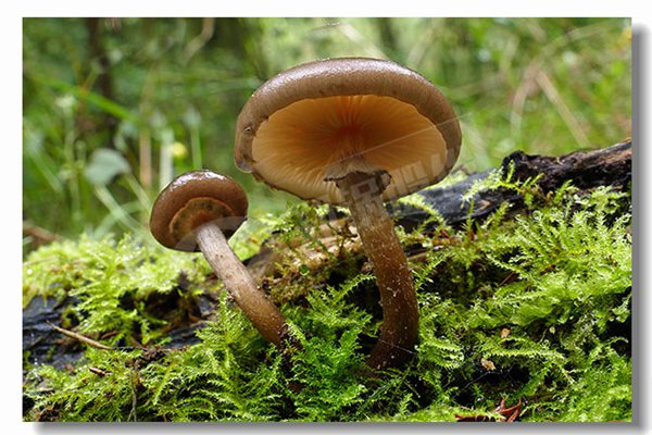 2����ȼ����ˮ��¯�����ļ��Լ۱ȸ���