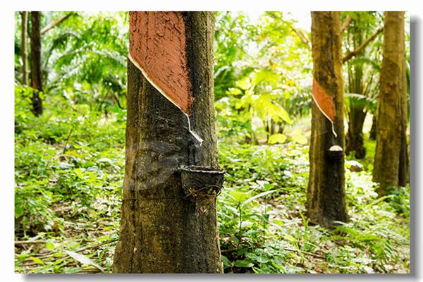 �����ʿ�����¯����Ǯ��